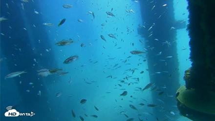 Scripps Pier Underwater Live Webcam - Aug 27, 2026, 12:11pm PDT