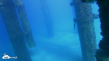 Scripps Pier Underwater Live Webcam - Oct 16, 2026, 3:36pm PDT