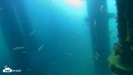 Scripps Pier Underwater Live Webcam - Aug 25, 2026, 8:47am PDT