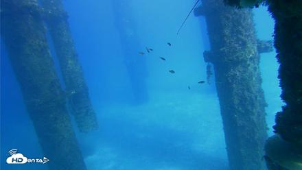 Scripps Pier Underwater Live Webcam - Oct 16, 2026, 3:11pm PDT