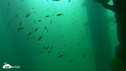 Scripps Pier Underwater Live Webcam - Sep 23, 2026, 9:50am PDT