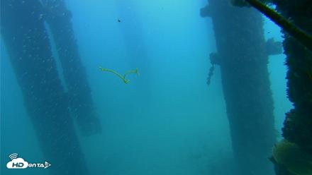 Scripps Pier Underwater Live Webcam - Oct 7, 2026, 2:53pm PDT