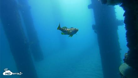 Scripps Pier Underwater Live Webcam - Oct 21, 2026, 10:04am PDT