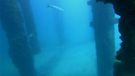 Scripps Pier Underwater Live Webcam - Feb 8, 2026, 11:49am PST