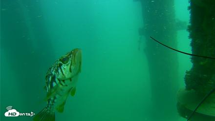 Scripps Pier Underwater Live Webcam - Aug 14, 2026, 2:27pm PDT
