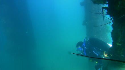 Scripps Pier Underwater Live Webcam - Sep 10, 2025, 3:33pm PDT