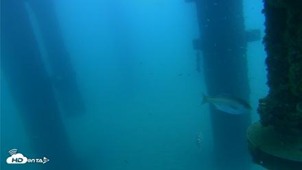 Scripps Pier Underwater Live Webcam - Aug 25, 2026, 6:58am PDT