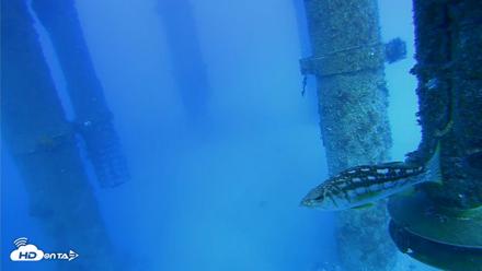 Scripps Pier Underwater Live Webcam - Jul 29, 2026, 5:37pm PDT