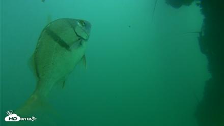 Scripps Pier Underwater Live Webcam - Sep 29, 2026, 4:14pm PDT