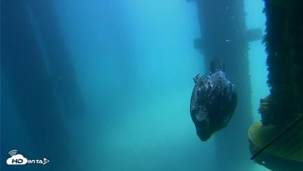 Scripps Pier Underwater Live Webcam - Aug 27, 2026, 12:40pm PDT