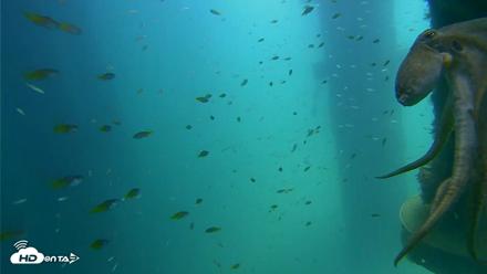 Scripps Pier Underwater Live Webcam - Aug 19, 2026, 12:30pm PDT