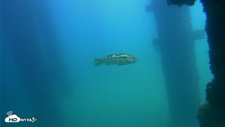 Scripps Pier Underwater Live Webcam - Sep 22, 2026, 12:59pm PDT