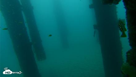 Scripps Pier Underwater Live Webcam - Sep 17, 2026, 7:28am PDT