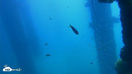 Scripps Pier Underwater Live Webcam - Oct 9, 2026, 12:01pm PDT