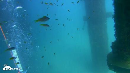 Scripps Pier Underwater Live Webcam - Aug 28, 2026, 3:09pm PDT