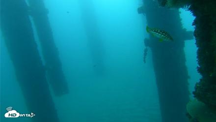 Scripps Pier Underwater Live Webcam - Oct 21, 2026, 7:25am PDT