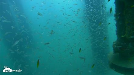 Scripps Pier Underwater Live Webcam - Aug 10, 2026, 9:14am PDT