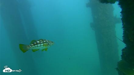 Scripps Pier Underwater Live Webcam - Oct 8, 2026, 4:32pm PDT