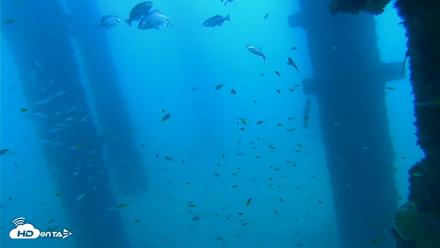 Scripps Pier Underwater Live Webcam - Sep 16, 2026, 10:32am PDT