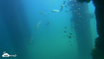 Scripps Pier Underwater Live Webcam - Sep 22, 2026, 1:05pm PDT