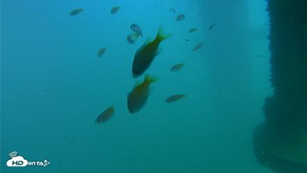 Scripps Pier Underwater Live Webcam - Aug 30, 2026, 4:09pm PDT