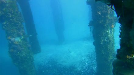 Scripps Pier Underwater Live Webcam - Jan 18, 2026, 1:44pm PST