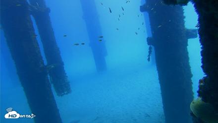 Scripps Pier Underwater Live Webcam - Oct 7, 2026, 11:47am PDT