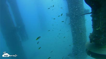 Scripps Pier Underwater Live Webcam - Aug 5, 2026, 3:15pm PDT