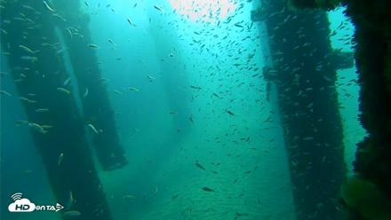 Scripps Pier Underwater Live Webcam - Oct 7, 2026, 8:30am PDT