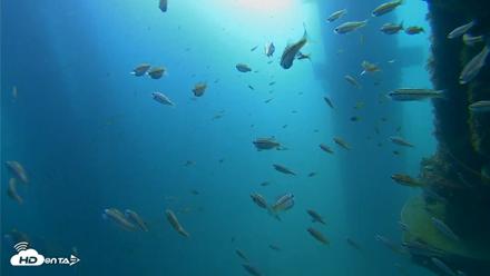 Scripps Pier Underwater Live Webcam - Aug 26, 2026, 8:54am PDT