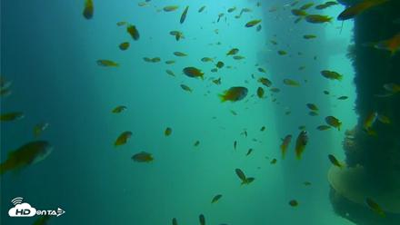 Scripps Pier Underwater Live Webcam - Aug 19, 2026, 12:23pm PDT