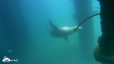 Scripps Pier Underwater Live Webcam - Aug 26, 2026, 12:53pm PDT
