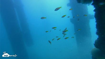 Scripps Pier Underwater Live Webcam - Oct 22, 2026, 1:09pm PDT