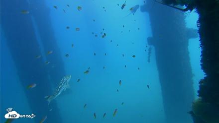 Scripps Pier Underwater Live Webcam - Oct 8, 2026, 1:19pm PDT