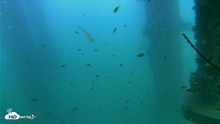 Scripps Pier Underwater Live Webcam - Aug 14, 2026, 6:01pm PDT