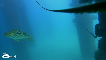 Scripps Pier Underwater Live Webcam - Sep 18, 2026, 2:06pm PDT