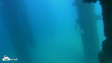 Scripps Pier Underwater Live Webcam - Sep 19, 2026, 3:29pm PDT