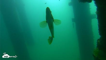 Scripps Pier Underwater Live Webcam - Sep 23, 2026, 10:11am PDT