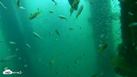 Scripps Pier Underwater Live Webcam - Aug 28, 2026, 8:32am PDT