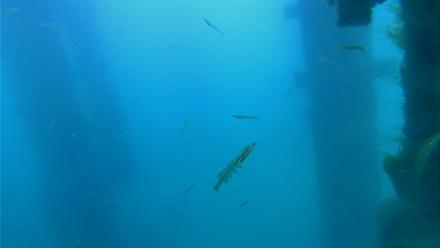 Scripps Pier Underwater Live Webcam - Mar 30, 2026, 5:48pm PDT