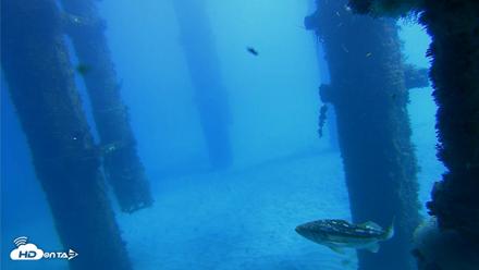 Scripps Pier Underwater Live Webcam - Oct 19, 2026, 12:31pm PDT