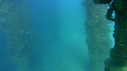 Scripps Pier Underwater Live Webcam - Aug 29, 2025, 4:22pm PDT