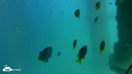 Scripps Pier Underwater Live Webcam - Aug 18, 2026, 3:40pm PDT