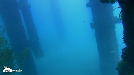 Scripps Pier Underwater Live Webcam - Oct 7, 2026, 2:05pm PDT