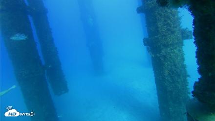 Scripps Pier Underwater Live Webcam - Oct 19, 2026, 4:37pm PDT
