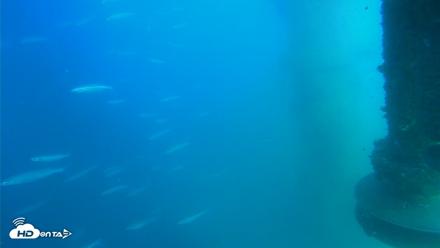 Scripps Pier Underwater Live Webcam - Jul 15, 2026, 5:10pm PDT