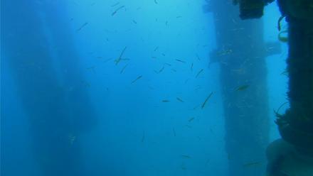 Scripps Pier Underwater Live Webcam - Apr 2, 2026, 3:16pm PDT