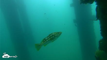 Scripps Pier Underwater Live Webcam - Sep 18, 2026, 10:44am PDT