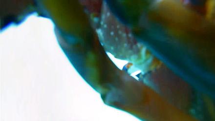 Scripps Pier Underwater Live Webcam - Mar 19, 2026, 3:57pm PDT