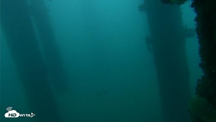 Scripps Pier Underwater Live Webcam - Oct 14, 2026, 6:51am PDT